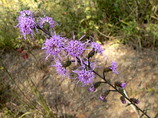 {Liatris squarrulosa}